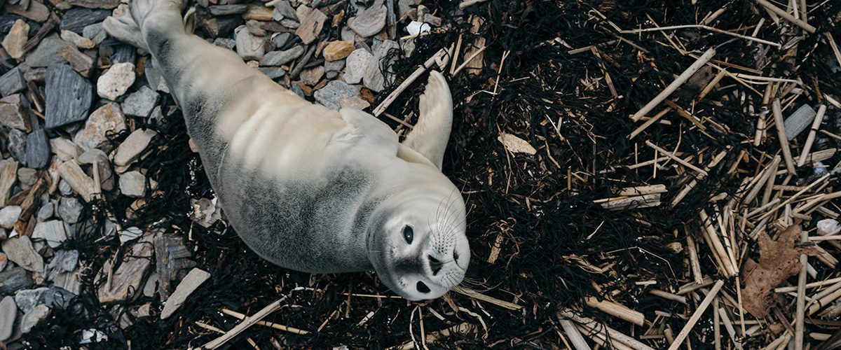With inconsistent funding, Maine groups scramble to address uptick in marine mammal deaths and strandings
