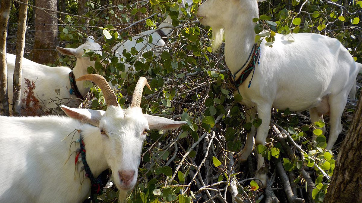 Agroforestry may be just what Maine needs for agricultural growth