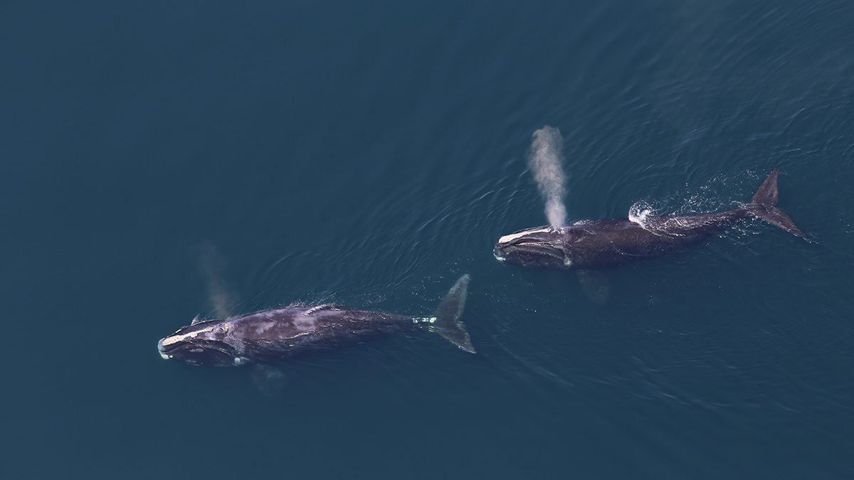 North Atlantic right whales photo taken by NOAA in ocean