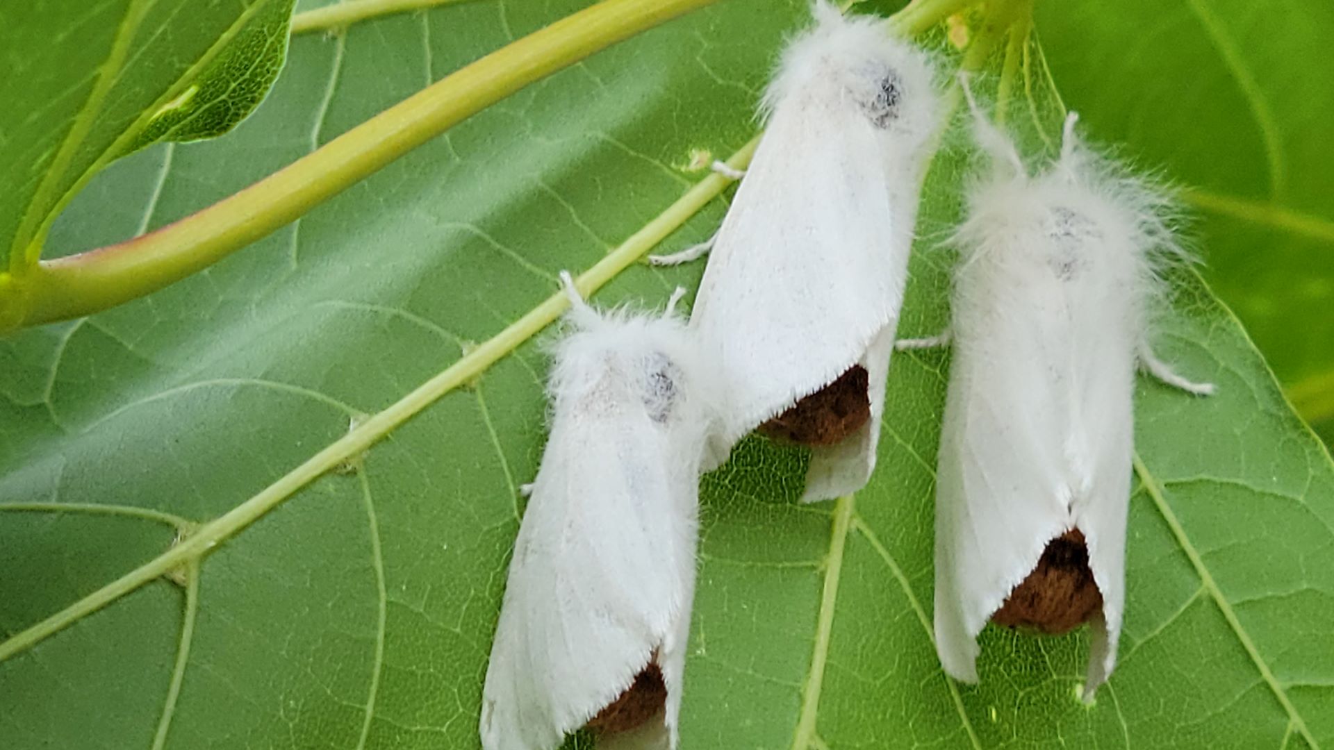 Summer of 2022: Will browntail moths be this bad again?