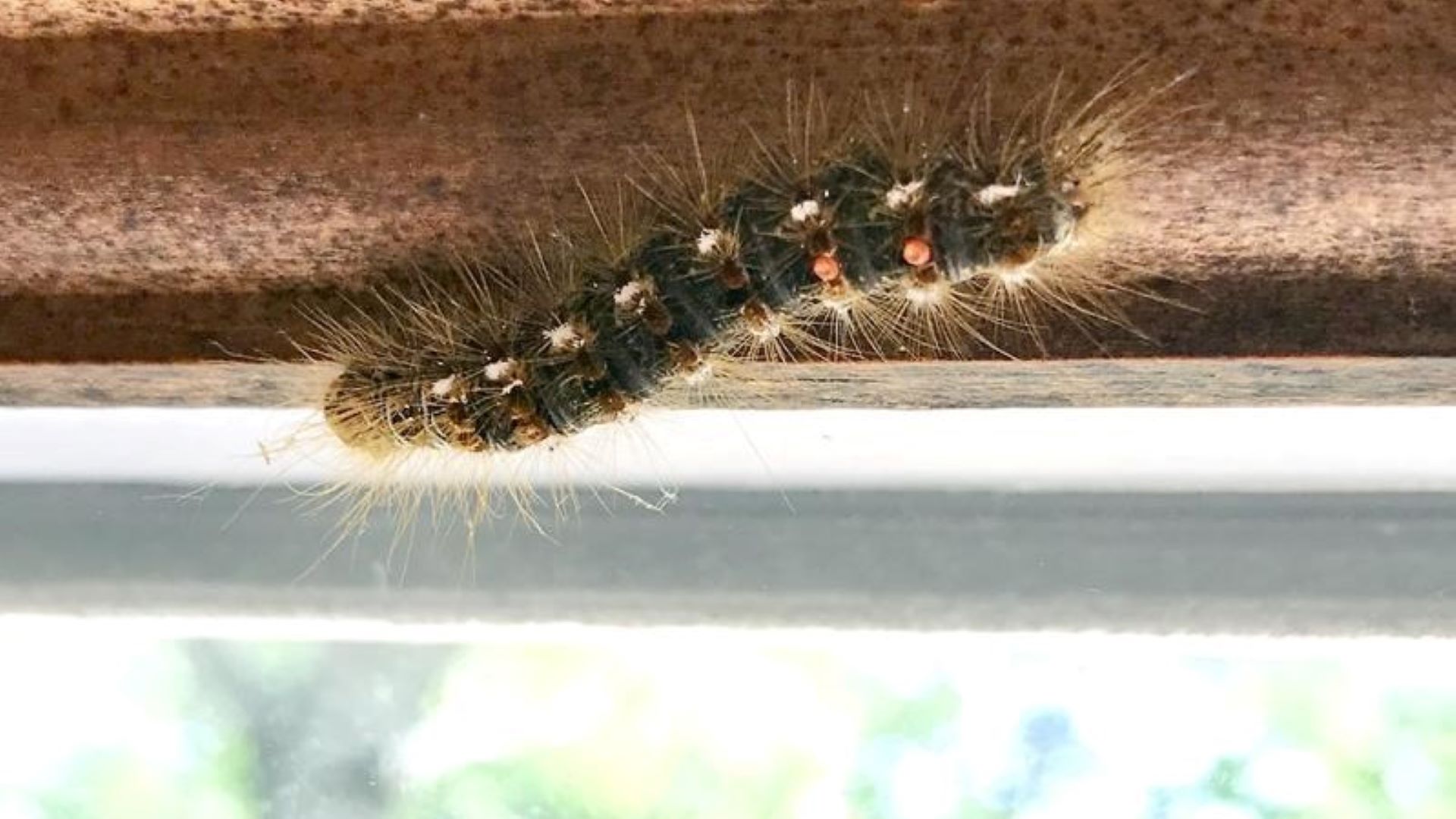 Browntail Moth caterpillar