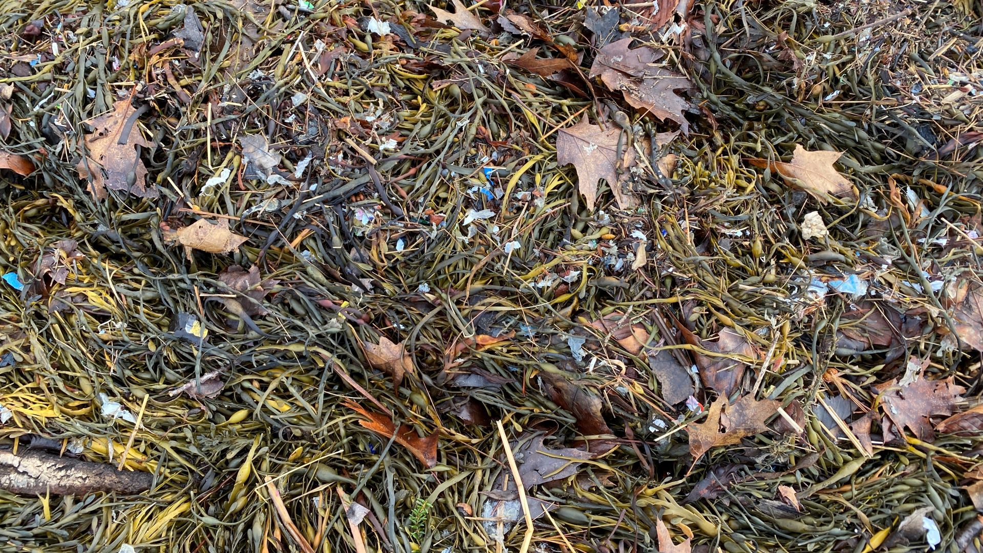 DEP proposes fining Sprague for Sears Island plastic spill