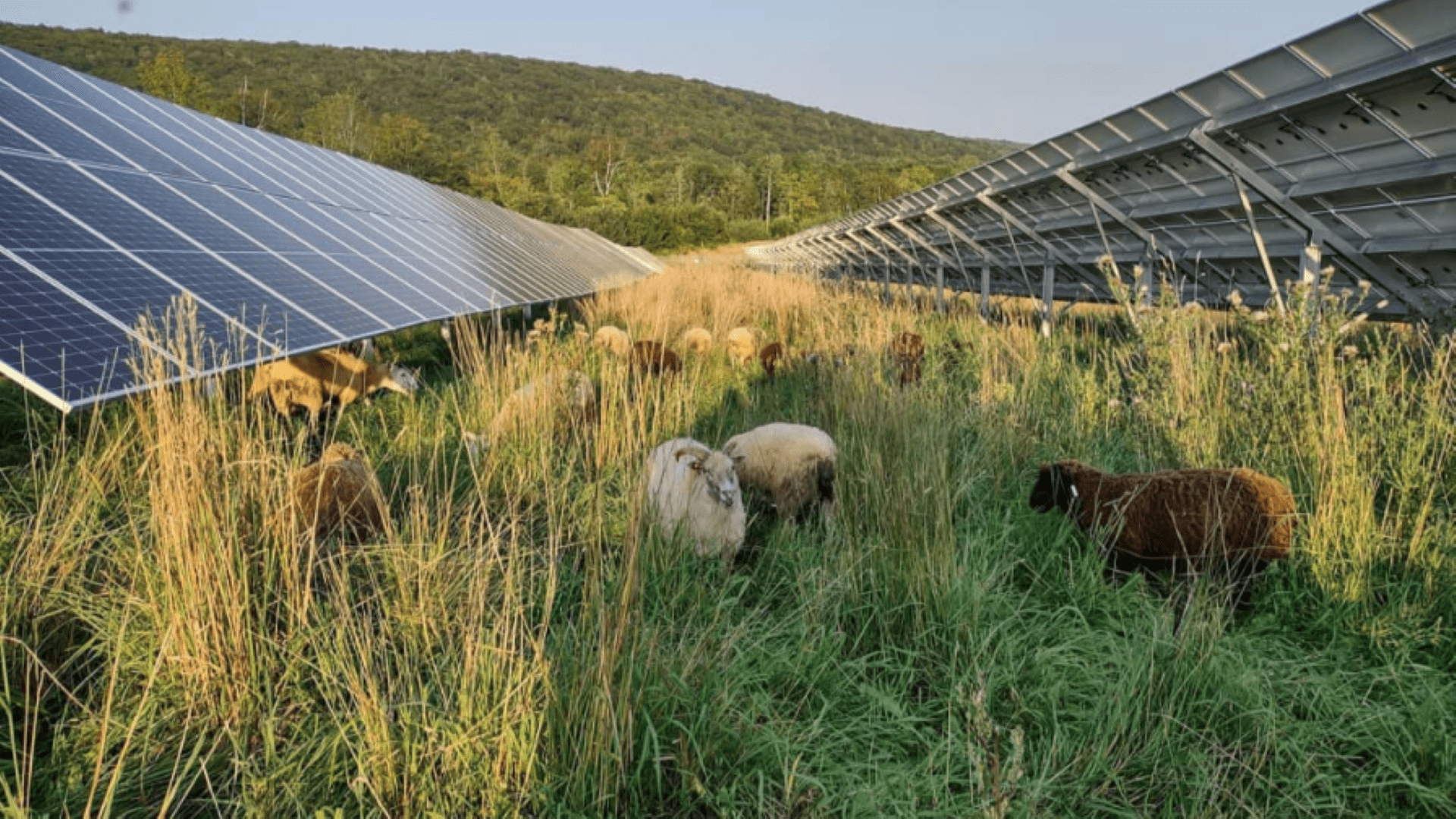 DEP looks to streamline permitting process for certain solar developments