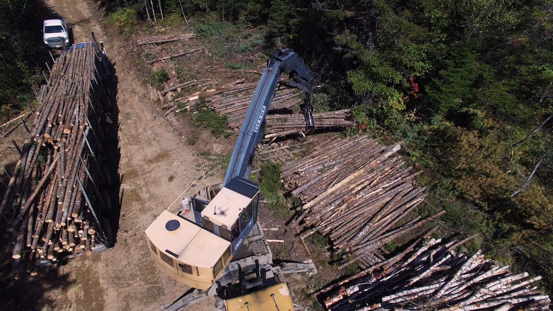 What if the trees didn’t fall in the forest?