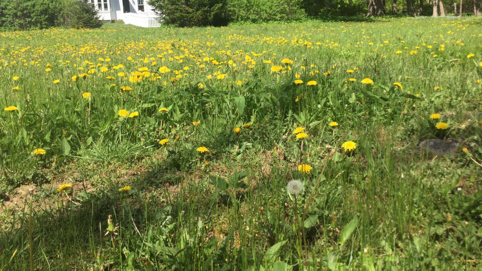 No Mow May strives to help bees, butterflies