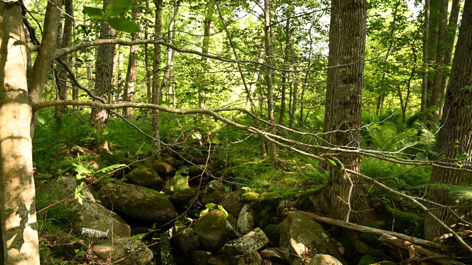 Can’t save the forest for the trees: Confronting the loss of species that define Maine woodlands