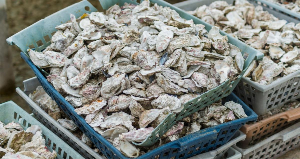 Maine is experiencing an oyster boom