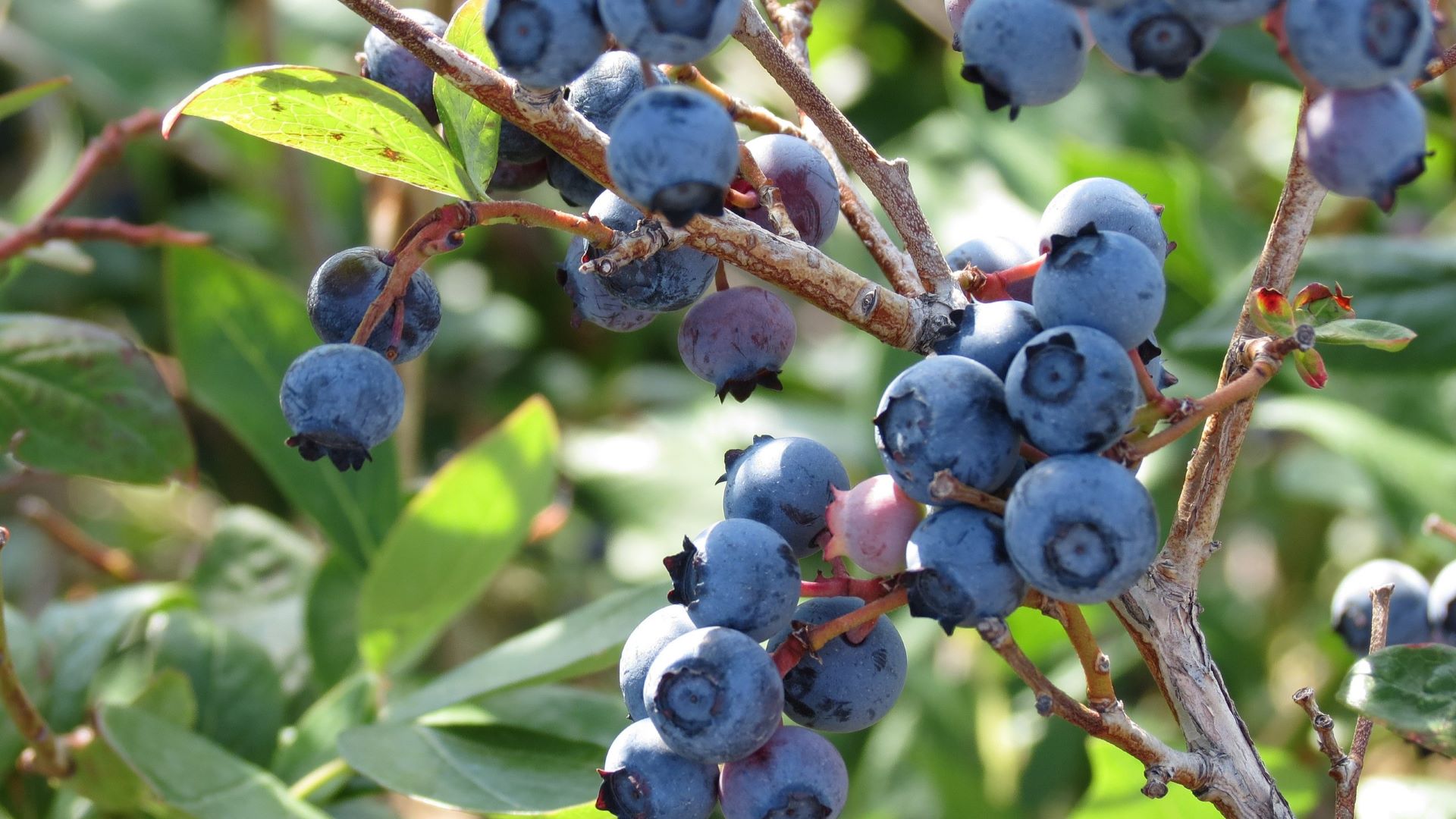 Wild blueberry harvest suffered in this year’s drought