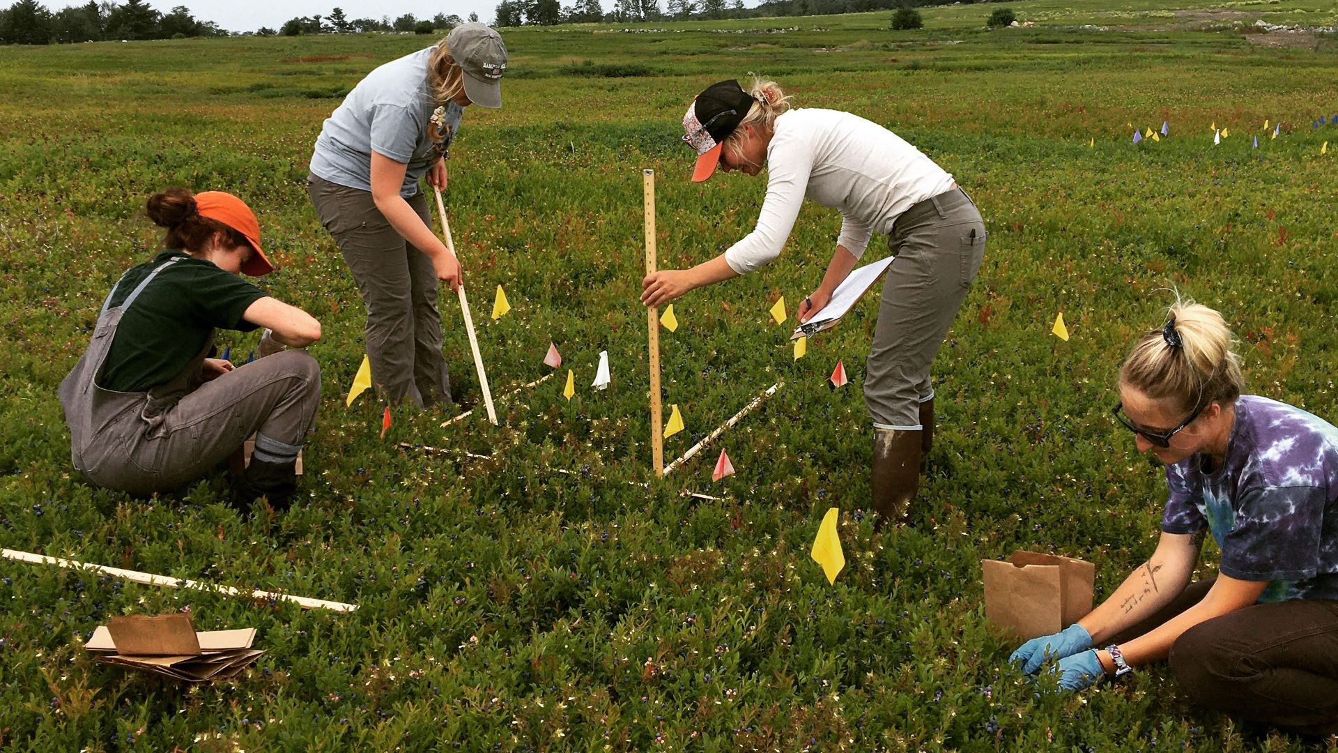 Four student researchers from the University conduct their research in a blueberry field. Two are standing while they take measurements with yardsticks while two others are crouching and making observations of the crops.