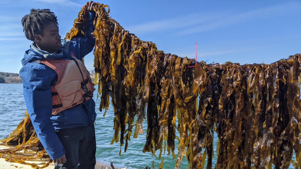 A new model for kelp farming as a Maine climate solution