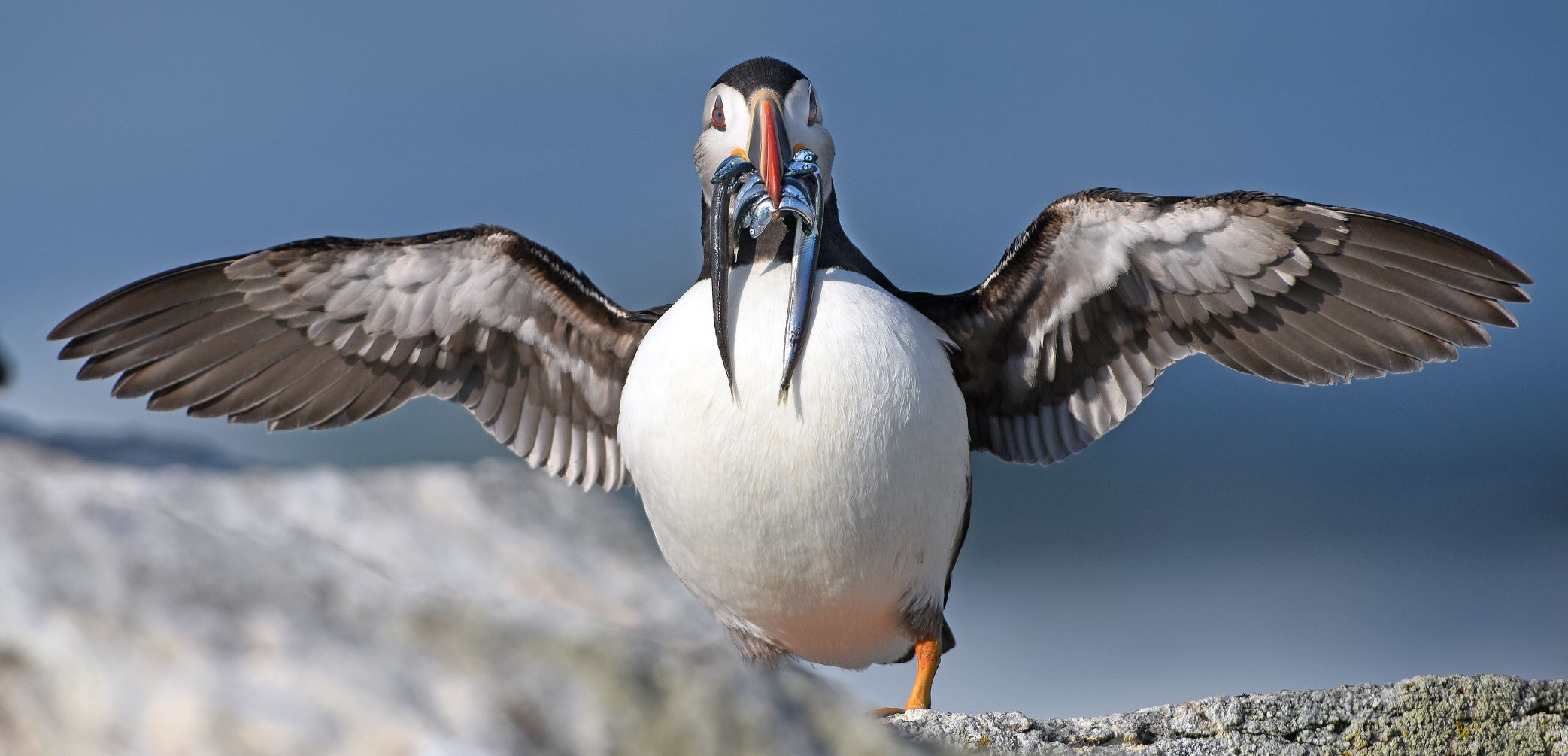 A puffin spreads its wings while holding a fish in its beak