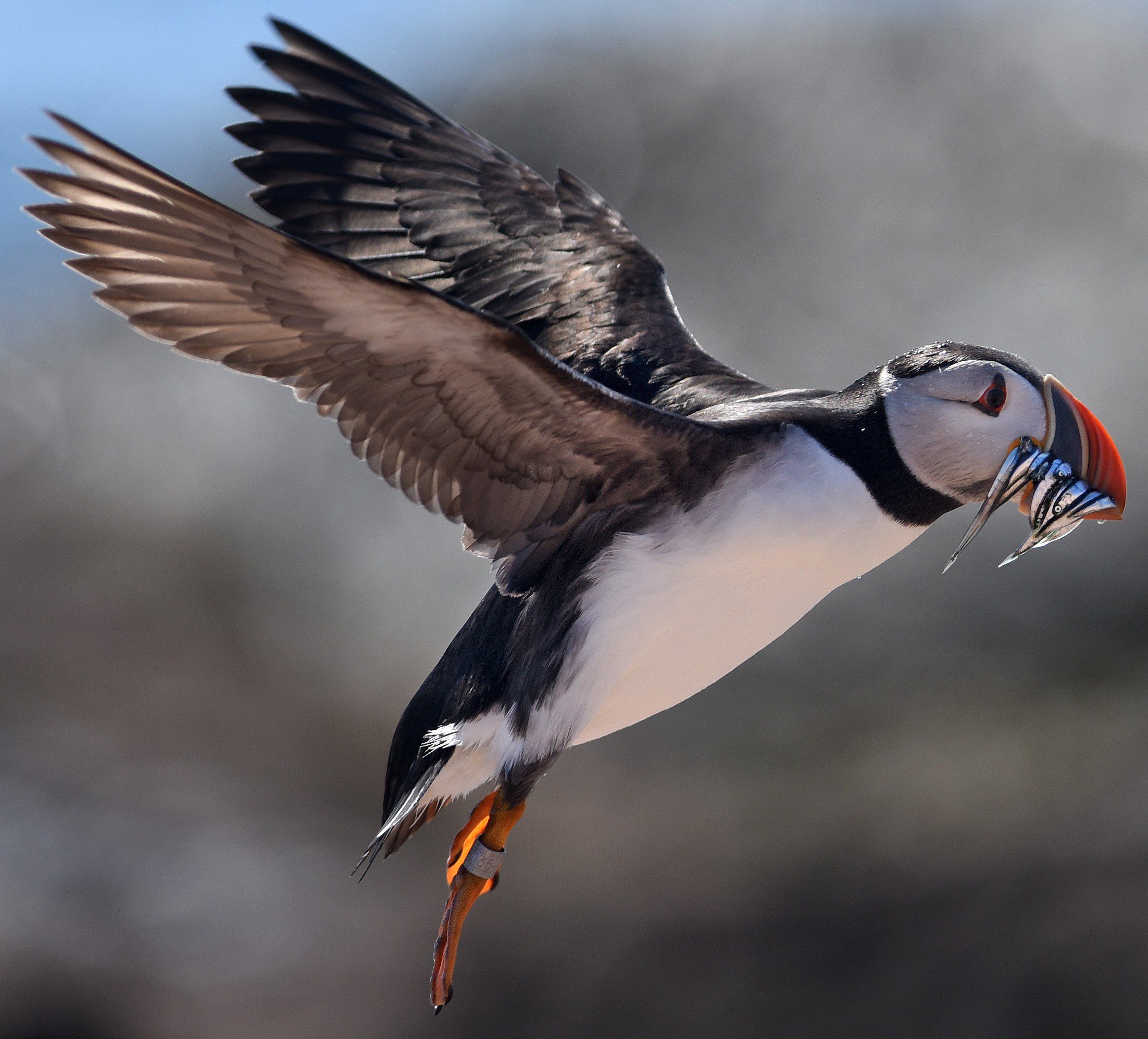 A petit puffin flies through the air with fish in its beak