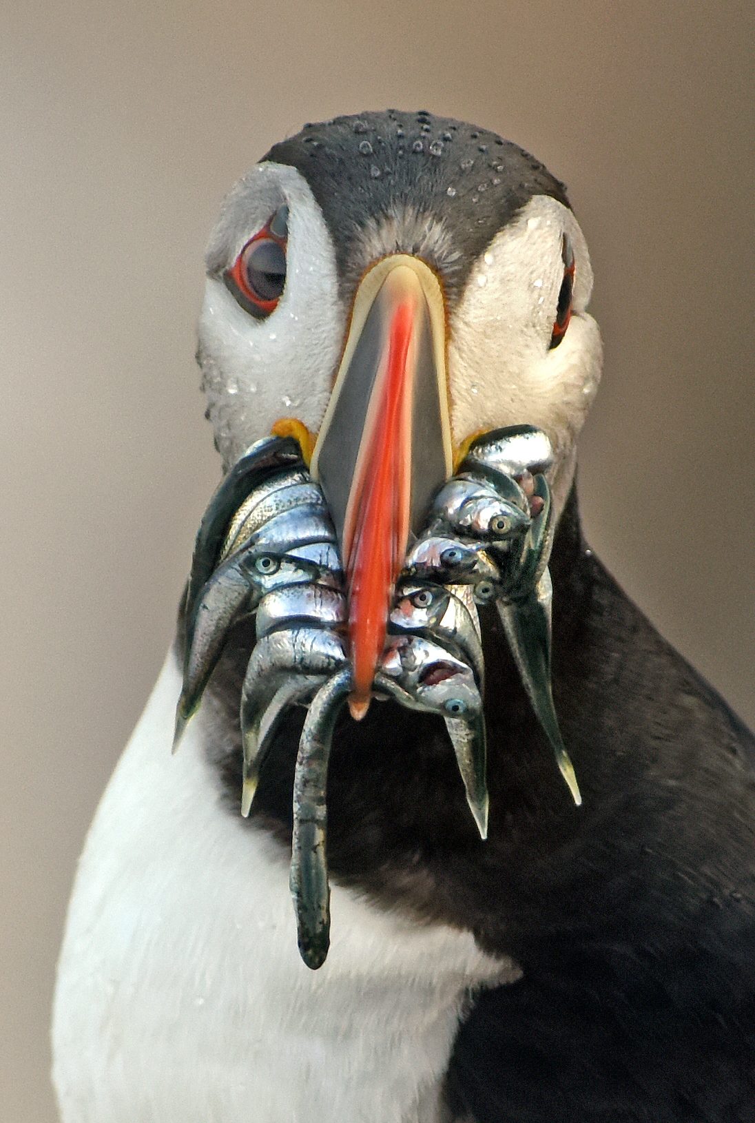 Puffin with half a dozen fish in its beak seemingly poses for a photo