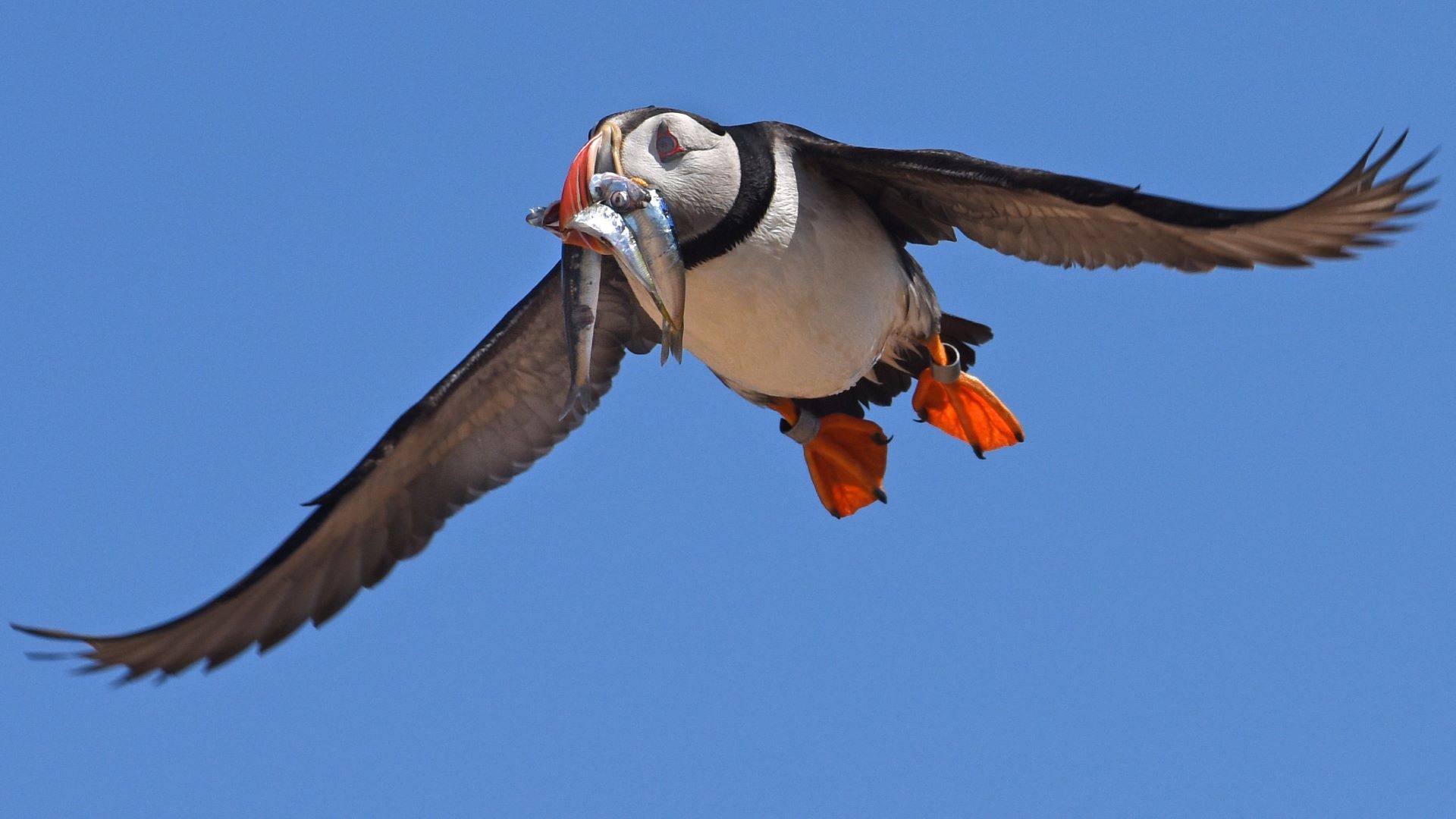 Seabirds are on the rise on islands off Maine’s coast