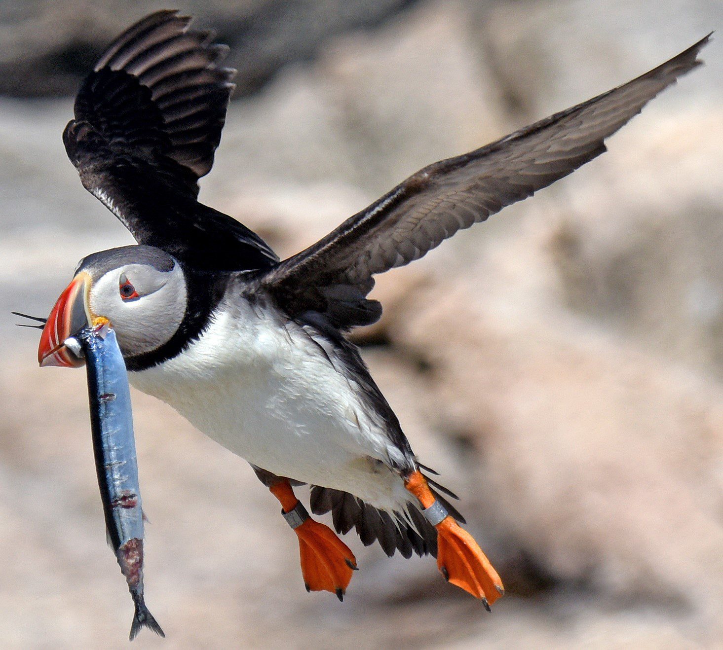 A puffin flies through the air with a fish in its beak