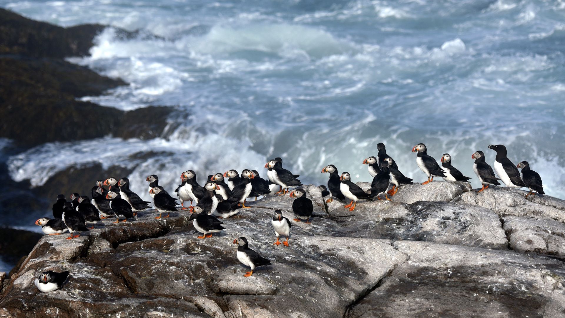 A large group of puffins on top of a cluster of rocks by the ocean