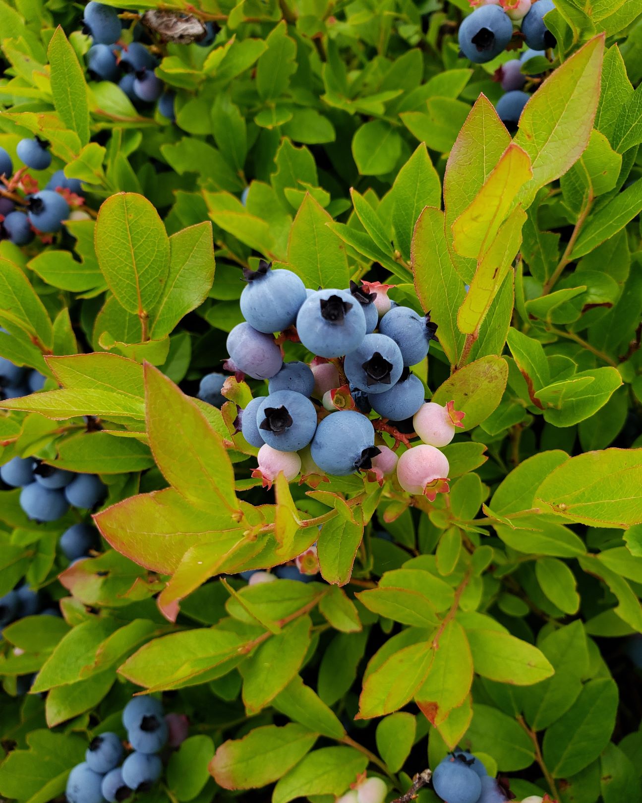 blueberries growing in the wild