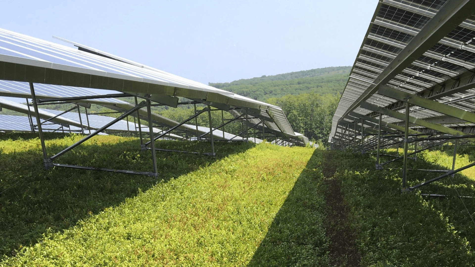 Maine farmer pairs solar panels with wild blueberries. Will the effort bear fruit?