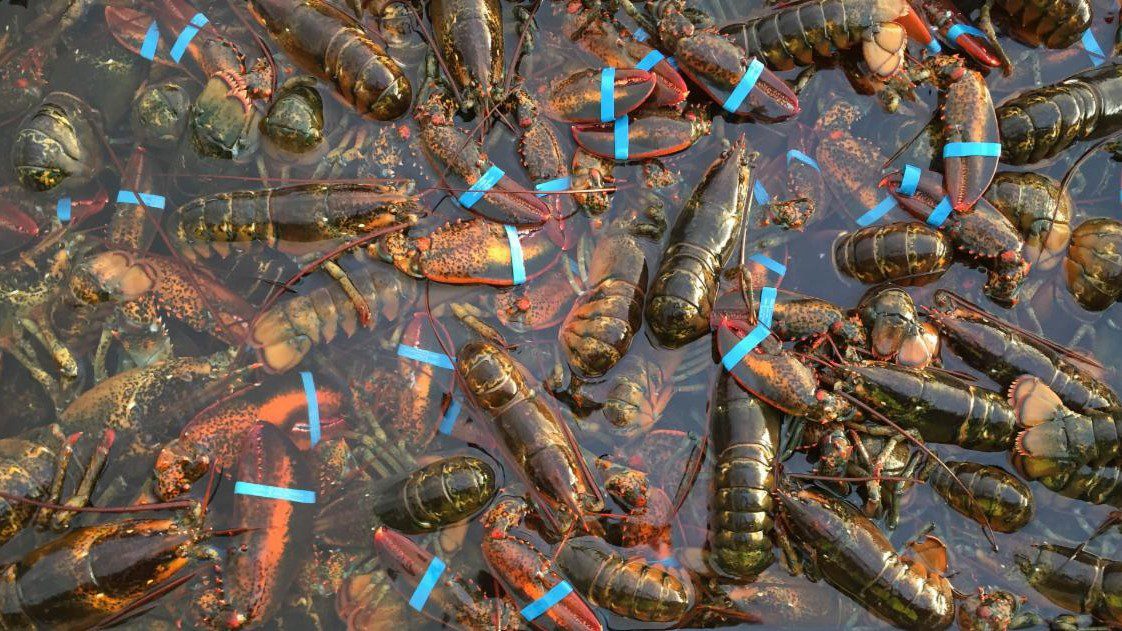Lessons for Maine lobster from Alaska’s crab collapse