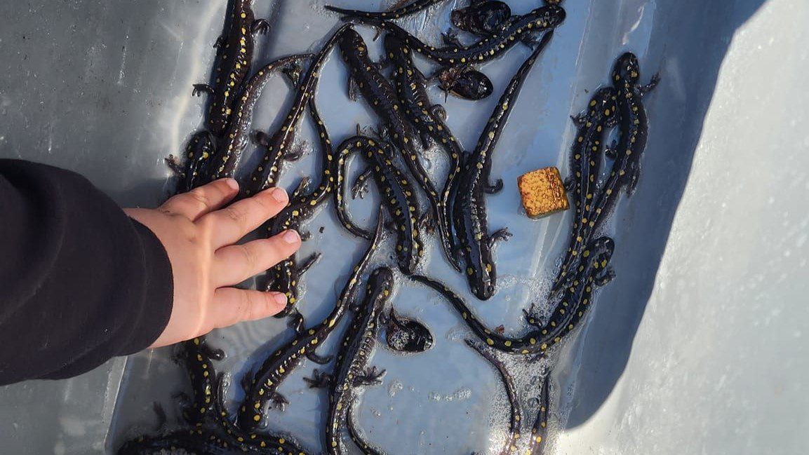 A human hand touches the backs of a few black salamanders with yellow spotting.